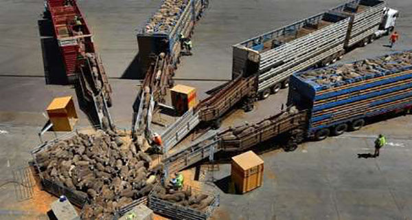 گلایه فعالان حمل‌ونقل از بخشنامه‌های خلق‌الساعه؛ « ممنوعیت ناگهانی ترانزیت دام »